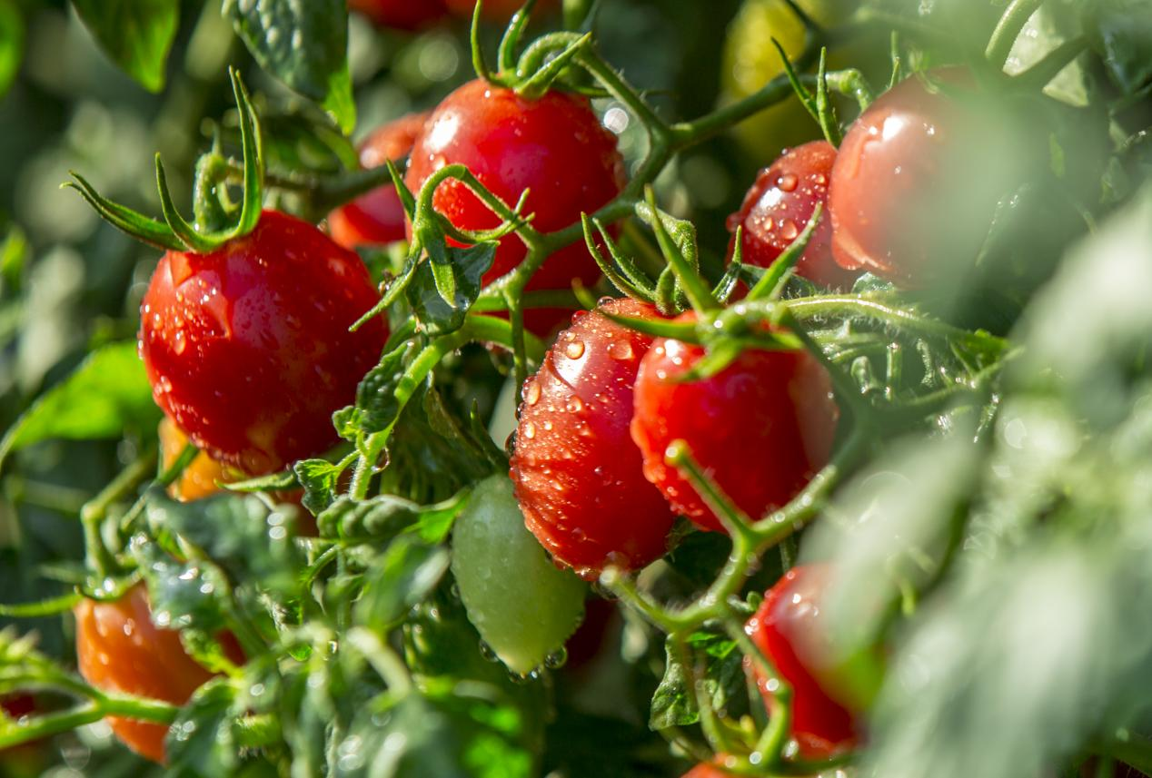 从北纬18&deg;的甜蜜到亚洲赛场的热忱&mdash;&mdash;希源股份以热带水果助阵三亚亚沙会